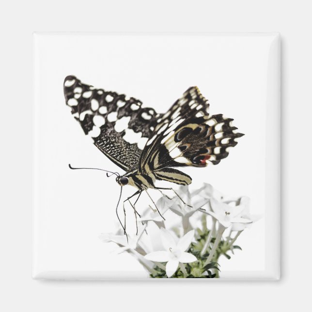 Imán Mariposa de cola de cereal enmarcada en blanco (Frente)