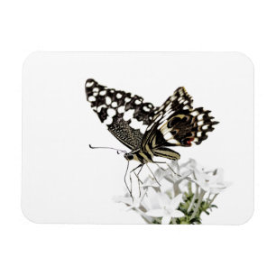 Imán Mariposa de cola de cereal enmarcada en blanco