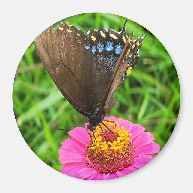 Imán Mariposa de cola negra en flor rosa (Frente)