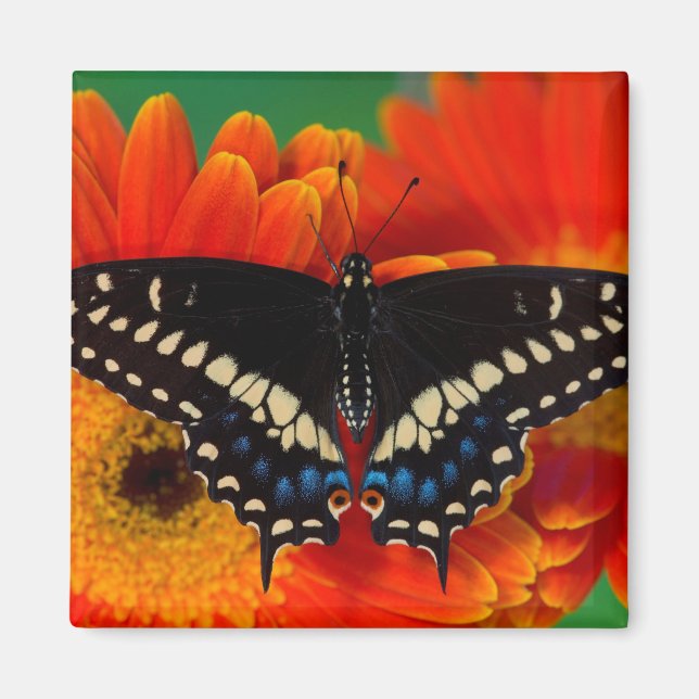 Imán Mariposa de cola negra en Gerberia Daisy (Frente)