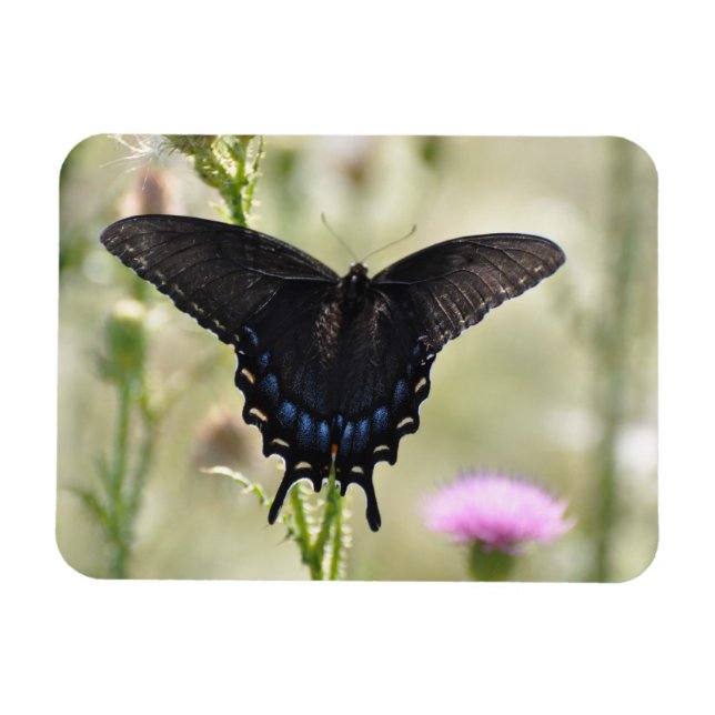 Imán Mariposa de cola tortuga (Horizontal)