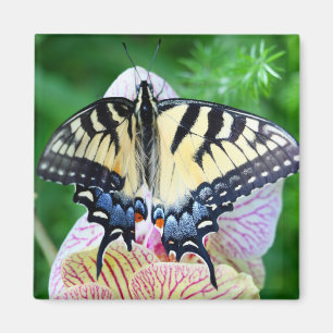 Imán Mariposa de cola tortuga