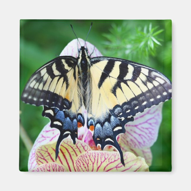 Imán Mariposa de cola tortuga (Frente)