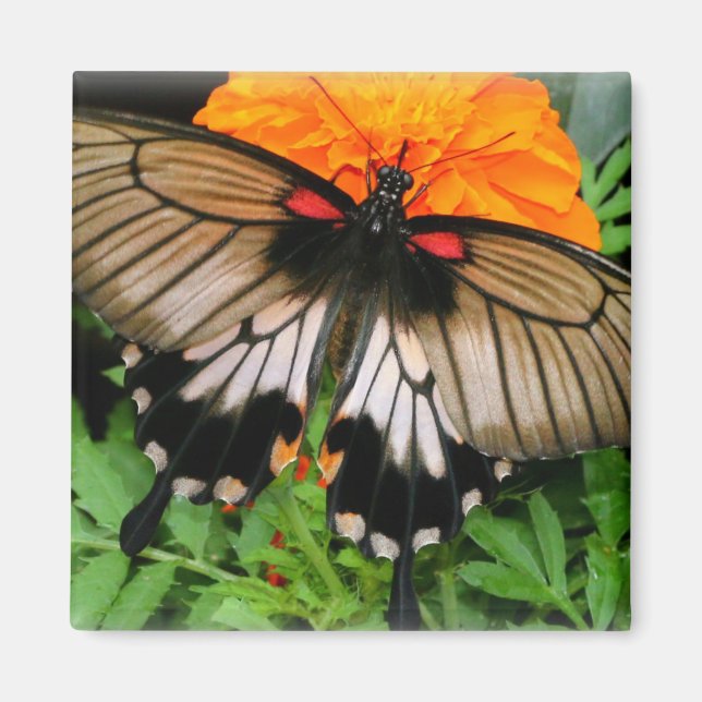 Imán Mariposa de cola tortuga (Frente)