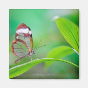 Imán Mariposa de cristal del ala que se relaja en verde