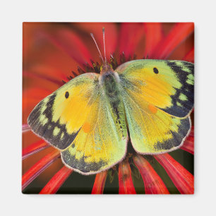Imán Mariposa de la alfalfa en flor de cono