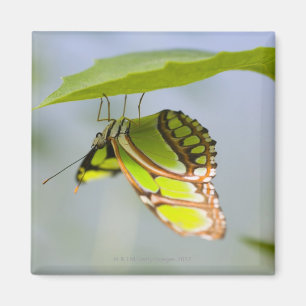 Imán Mariposa de la malaquita en la hoja