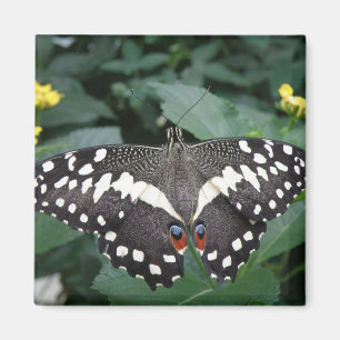 Imán Mariposa de limón y flores Magnet