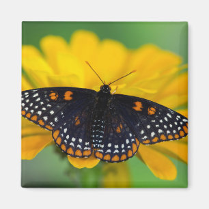Imán Mariposa de mancha cuadriculada de Baltimore
