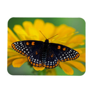 Imán Mariposa de mancha cuadriculada de Baltimore