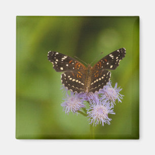 Imán Mariposa de media luna texana