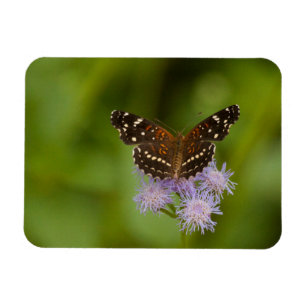 Imán Mariposa de media luna texana