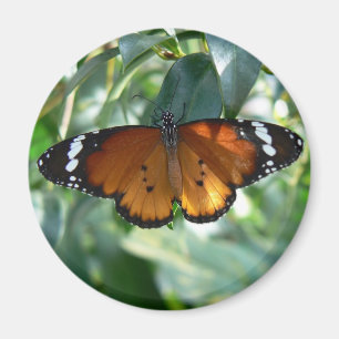 Imán Mariposa de monarca
