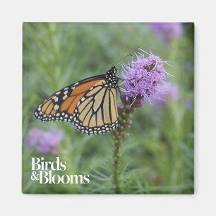Imán Mariposa de monarca