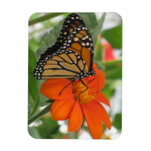 Imán Mariposa de monarca