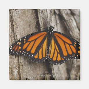 Imán Mariposa de monarca