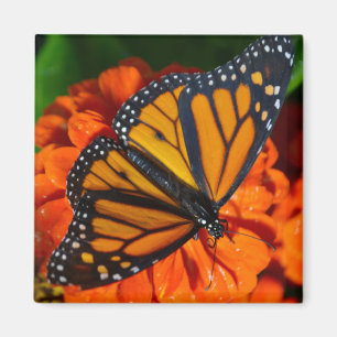 Imán Mariposa de monarca