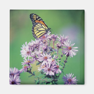 Imán Mariposa de monarca