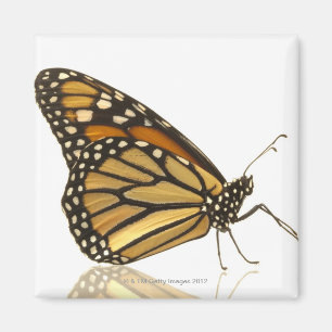 Imán Mariposa de monarca