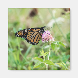 Imán Mariposa de monarca