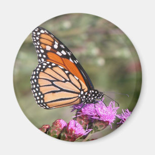 Imán Mariposa de monarca