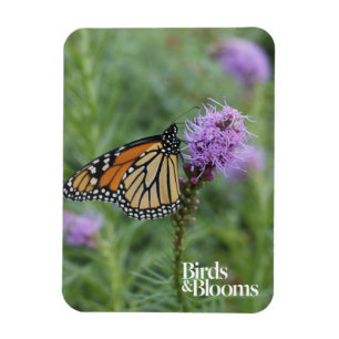 Imán Mariposa de monarca