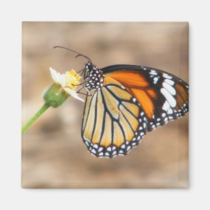 Imán Mariposa de monarca