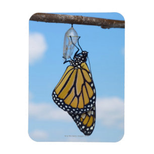 Imán Mariposa de monarca, con la crisálida