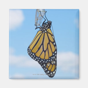 Imán Mariposa de monarca, con la crisálida
