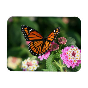 Imán Mariposa de monarca en el Lantana Flowers.Magnet