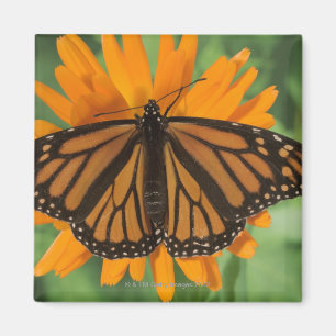 Imán Mariposa de monarca (plexippus del Danaus) en el