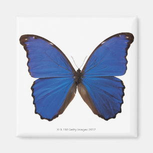 Imán Mariposa de Nestira Marpho