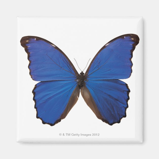 Imán Mariposa de Nestira Marpho (Frente)