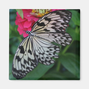 Imán Mariposa de Paperkite