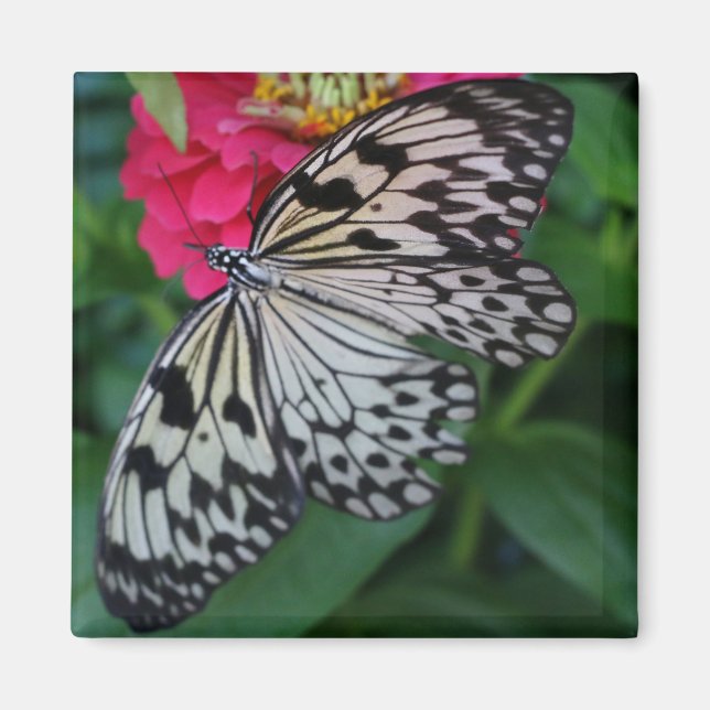 Imán Mariposa de Paperkite (Frente)