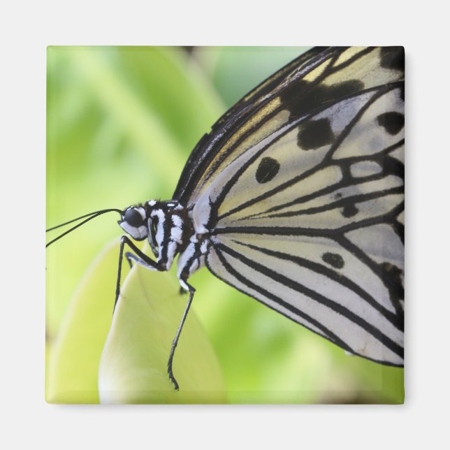 Imán Mariposa de Paperkite (Frente)