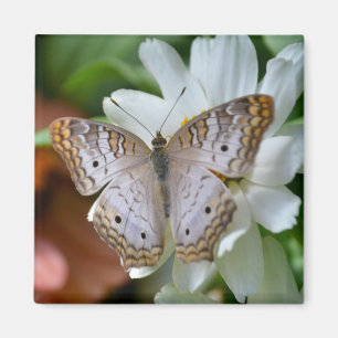 Imán Mariposa de pavo real blanca