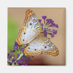 Imán Mariposa de pavo real blanca sobre flores moradas