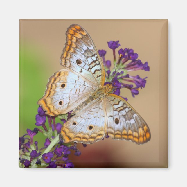 Imán Mariposa de pavo real blanca sobre flores moradas (Frente)