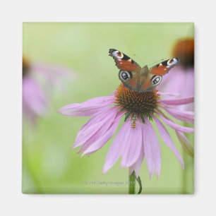 Imán Mariposa de pavo real (Inachis io) bebiendo néctar