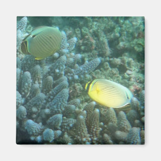 Imán Mariposa de Redfin (Chaetodon lunulatus)