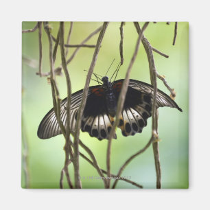 Imán Mariposa de Swallowtail del escarlata (Papilio