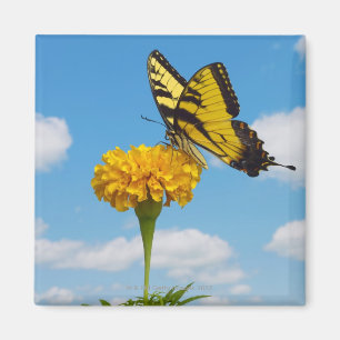 Imán Mariposa de Swallowtail del tigre en una flor