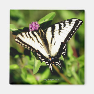 Imán Mariposa de Swallowtail del tigre. Papilio glacus.