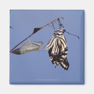 Imán Mariposa de Swallowtail después de la metamorfosi