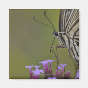 Imán Mariposa de Swallowtail en la flor, Chiba