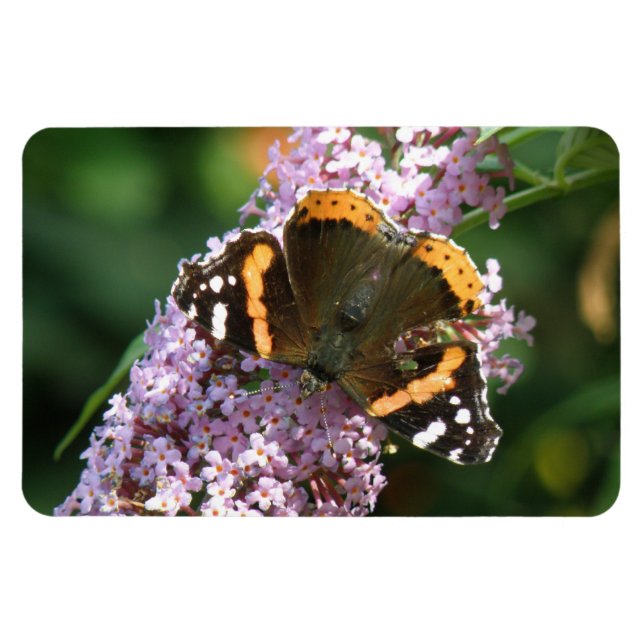 Imán Mariposa del Almirante Rojo y Flexi Magnet de Buda (Horizontal)
