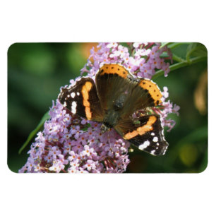 Imán Mariposa del Almirante Rojo y Flexi Magnet de Budd