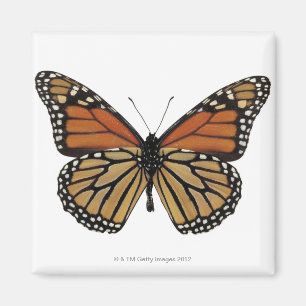 Imán Mariposa del Danaus de Plexippus