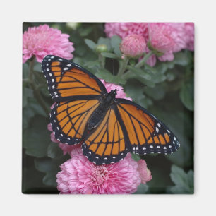 Imán mariposa del virrey